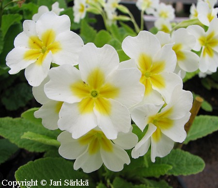 Primula Polyantha-Ryhm, loistokevtesikko